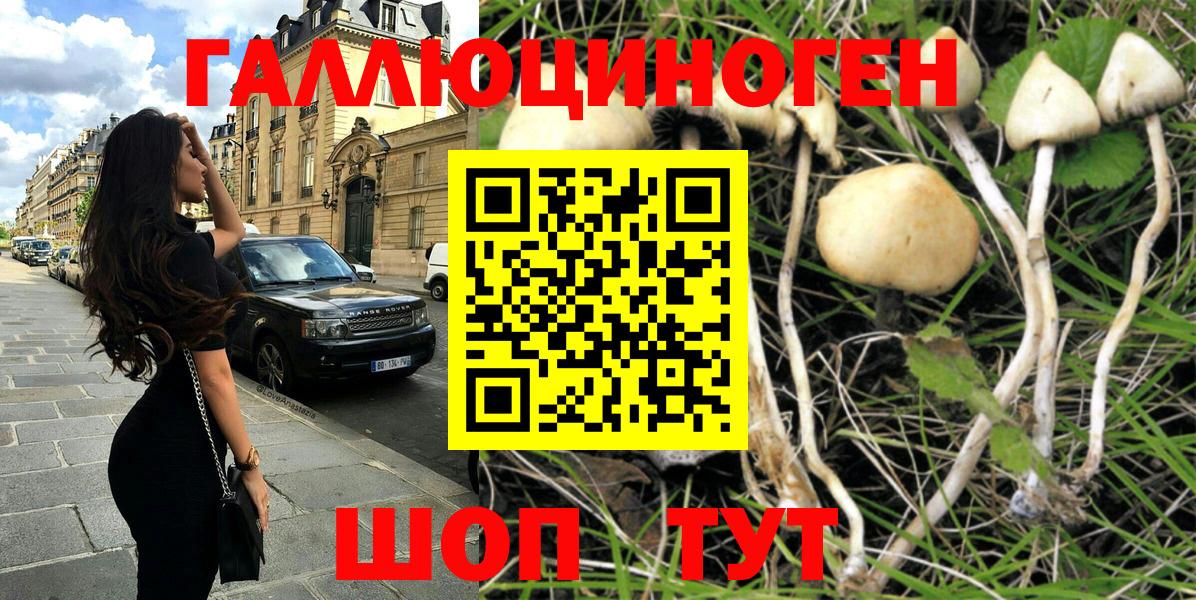 купить наркоту  Псилоцибиновые грибы Psilocybe  Ейск  Вход с VPN  Псилоцибиновые грибы Cubensis 